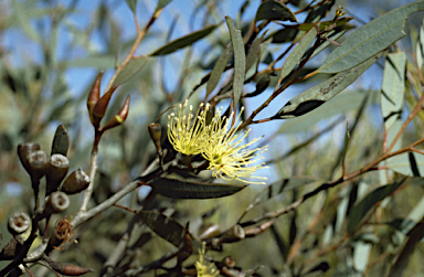 APII jpeg image of Eucalyptus densa subsp. improcera  © contact APII