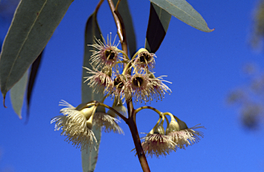 APII jpeg image of Eucalyptus decurva  © contact APII