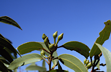 APII jpeg image of Eucalyptus dolorosa  © contact APII