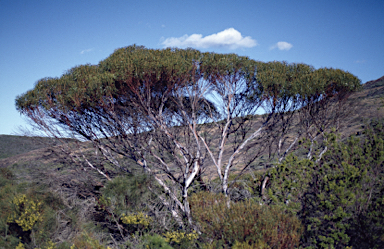 APII jpeg image of Eucalyptus doratoxylon  © contact APII