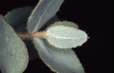 APII jpeg image of Eucalyptus pallida  © contact APII