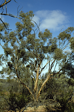 APII jpeg image of Eucalyptus flavida  © contact APII