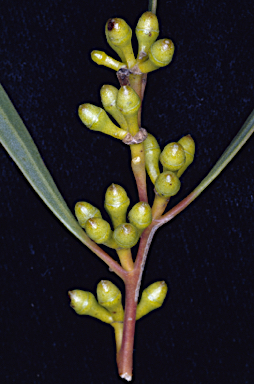 APII jpeg image of Eucalyptus foliosa  © contact APII