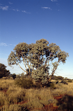 APII jpeg image of Eucalyptus gamophylla  © contact APII