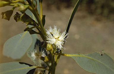 APII jpeg image of Eucalyptus gittinsii  © contact APII