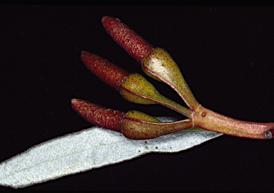 APII jpeg image of Eucalyptus goniocarpa  © contact APII