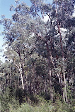 APII jpeg image of Eucalyptus ignorabilis  © contact APII