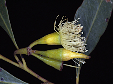 APII jpeg image of Eucalyptus incrassata  © contact APII