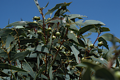 APII jpeg image of Eucalyptus johnsoniana  © contact APII