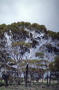 APII jpeg image of Eucalyptus kondininensis  © contact APII