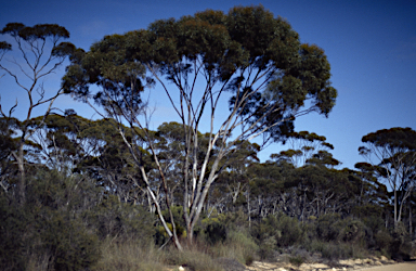 APII jpeg image of Eucalyptus kumarlensis  © contact APII