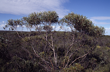 APII jpeg image of Eucalyptus lehmannii subsp. parallela  © contact APII