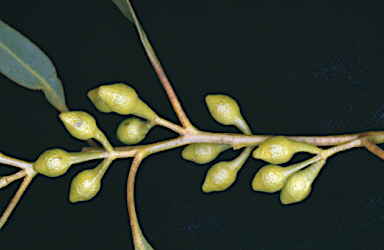 APII jpeg image of Eucalyptus leucoxylon subsp. leucoxylon  © contact APII