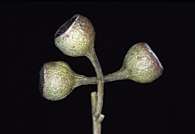 APII jpeg image of Eucalyptus leucoxylon subsp. leucoxylon  © contact APII