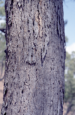 APII jpeg image of Eucalyptus lockyeri subsp. exuta  © contact APII