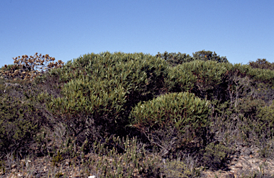 APII jpeg image of Eucalyptus chapmaniana  © contact APII