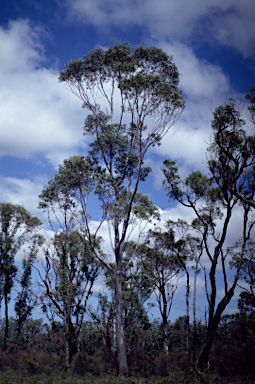 APII jpeg image of Eucalyptus megacarpa  © contact APII