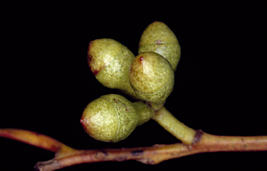 APII jpeg image of Eucalyptus micranthera  © contact APII