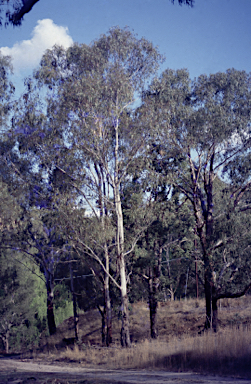 APII jpeg image of Eucalyptus nobilis  © contact APII