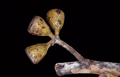 APII jpeg image of Eucalyptus obtusiflora subsp. dongarraensis  © contact APII