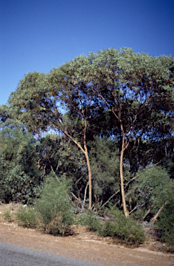 APII jpeg image of Eucalyptus obtusiflora subsp. dongarraensis  © contact APII