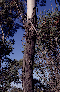 APII jpeg image of Eucalyptus occidentalis  © contact APII