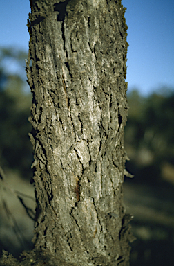 APII jpeg image of Eucalyptus odorata  © contact APII