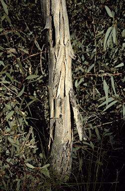 APII jpeg image of Eucalyptus aspersa  © contact APII