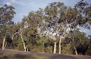 APII jpeg image of Eucalyptus bancroftii  © contact APII