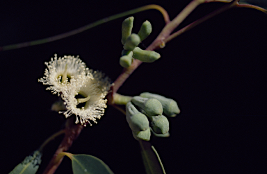 APII jpeg image of Eucalyptus olsenii  © contact APII