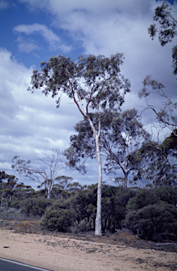 APII jpeg image of Eucalyptus optima  © contact APII