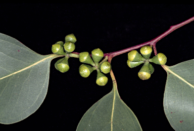 APII jpeg image of Eucalyptus ovata  © contact APII