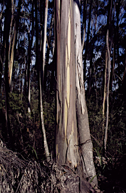 APII jpeg image of Eucalyptus paliformis  © contact APII