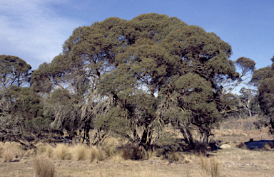 APII jpeg image of Eucalyptus parvula  © contact APII