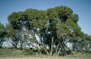 APII jpeg image of Eucalyptus peninsularis  © contact APII