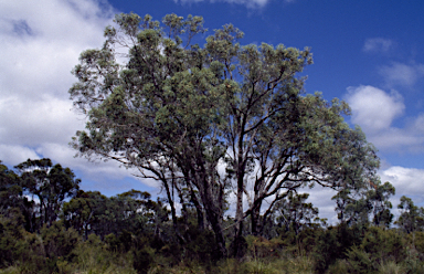 APII jpeg image of Eucalyptus patens  © contact APII