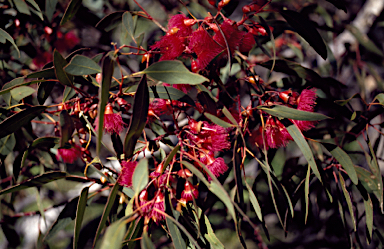 APII jpeg image of Eucalyptus petiolaris  © contact APII