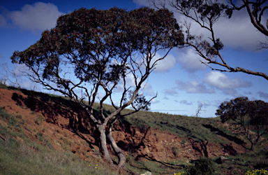 APII jpeg image of Eucalyptus petiolaris  © contact APII