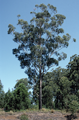 APII jpeg image of Eucalyptus pilularis  © contact APII