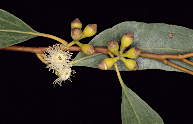 APII jpeg image of Eucalyptus porosa  © contact APII