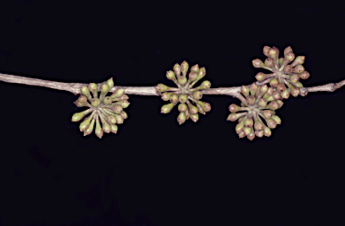 APII jpeg image of Eucalyptus radiata subsp. sejuncta  © contact APII