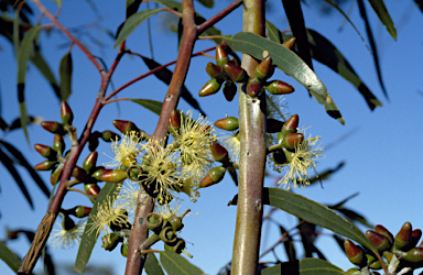 APII jpeg image of Eucalyptus ravida  © contact APII