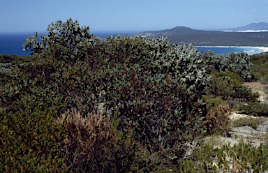 APII jpeg image of Eucalyptus redunca  © contact APII