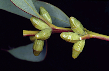 APII jpeg image of Eucalyptus rigens  © contact APII