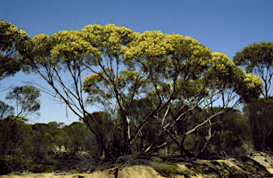 APII jpeg image of Eucalyptus rigidula  © contact APII