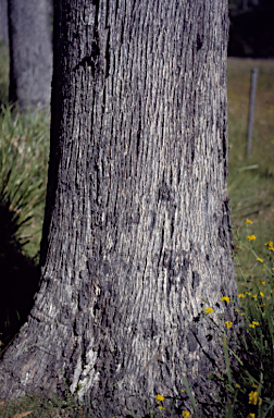 APII jpeg image of Eucalyptus rodwayi  © contact APII