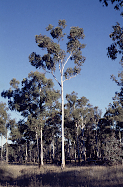 APII jpeg image of Eucalyptus rubida subsp. barbigerorum  © contact APII