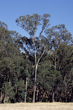 APII jpeg image of Eucalyptus rudis subsp. cratyantha  © contact APII