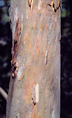 APII jpeg image of Eucalyptus seeana  © contact APII