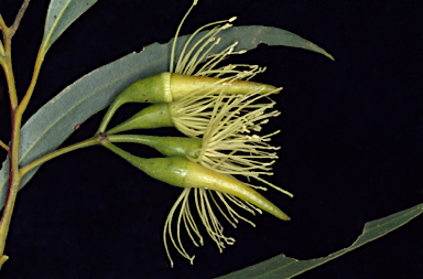 APII jpeg image of Eucalyptus sporadica  © contact APII